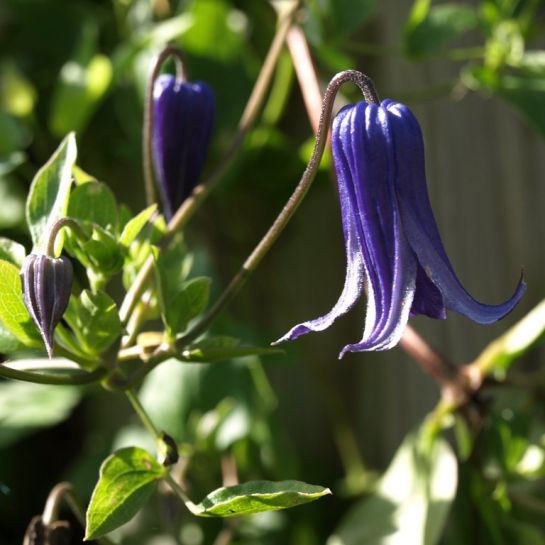 Клематис Монгольские колокольчики (цельнолистный)