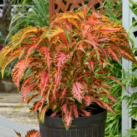 Колеус Премиум Сан Сладкие Кораллы (блюме)