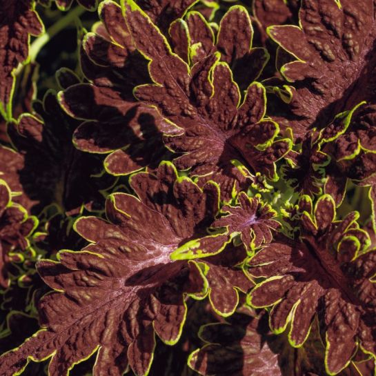 Колеус Расписные кружева Эсмиральды (блюме)