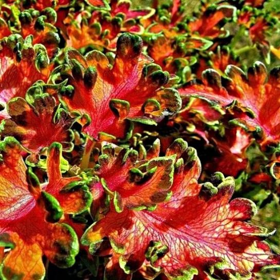 Колеус Колоча Скарлет