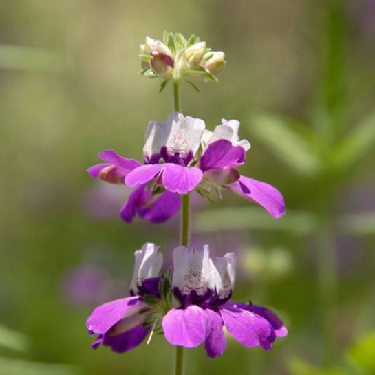 Коллинсия Незнакомая леди (разнолистная)