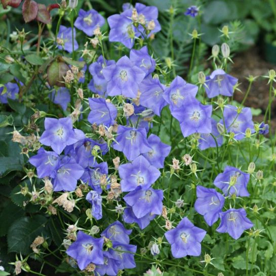 Колокольчик Весенняя песня (карпатский)