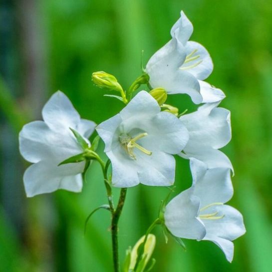 Колокольчик Белый Эльф (персиколистный)