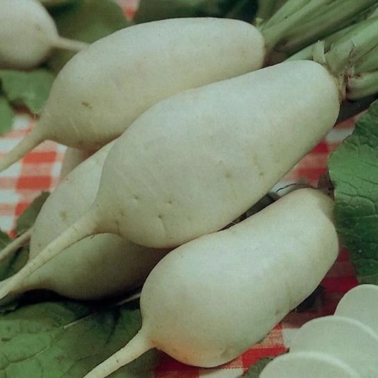 Репа Комета