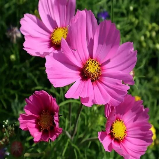 Космея Корзиночка с малиной