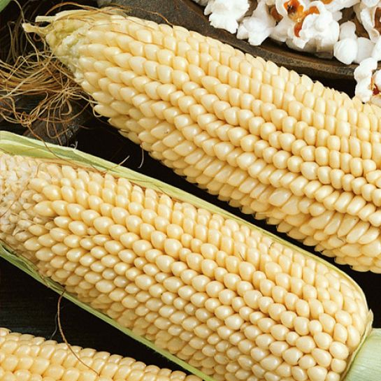Кукуруза Альбина (декоративная)