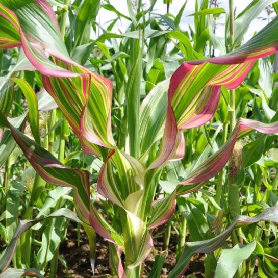 Кукуруза Пестрая лента (декоративнолистная)