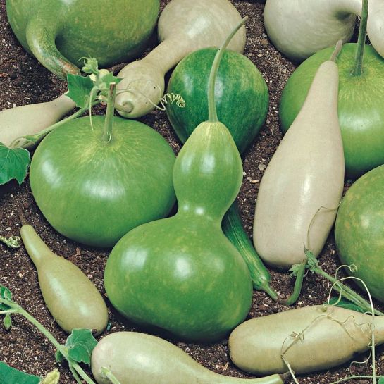 Лагенария Кувшинчики смесь