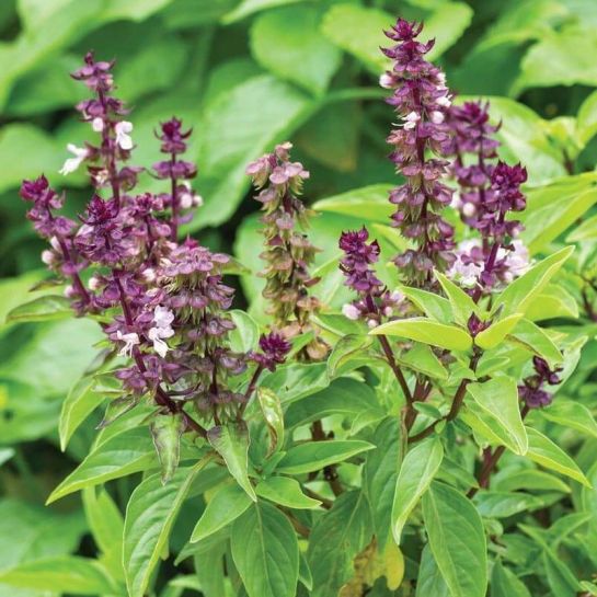 Базилик Лавендер (Огород на балконе)