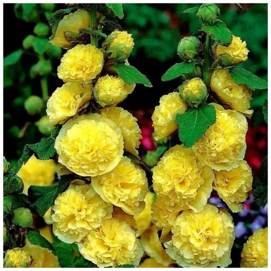 Шток-роза Золотисто-желтая