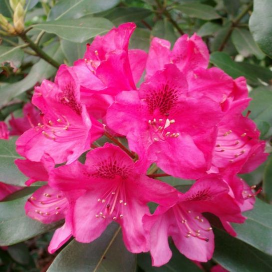 Рододендрон Рубиновый принц (Большой пакет)