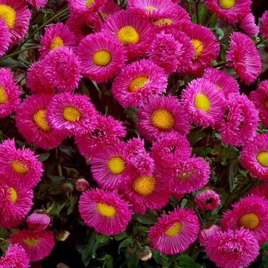 Мелколепестник Розовая Жемчужина