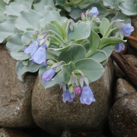 Мертензия Устричный океан (приморская)