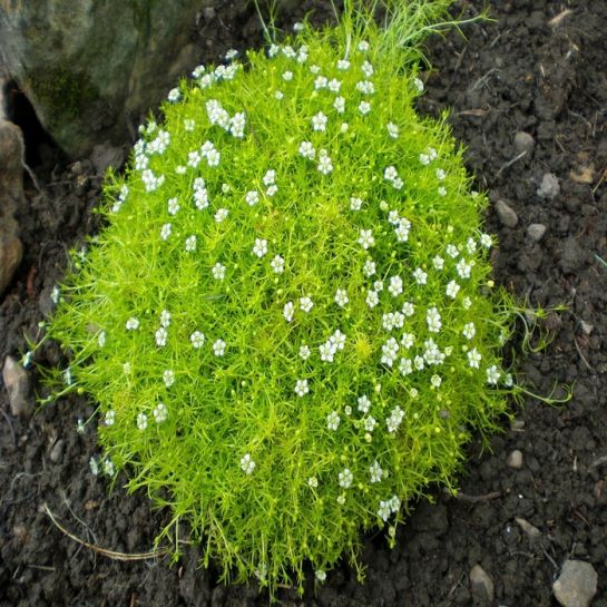 Мшанка Маленькая Фея (шиловидная)