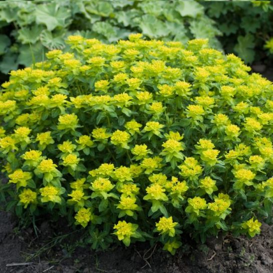 Молочай Вудсток многоцветный