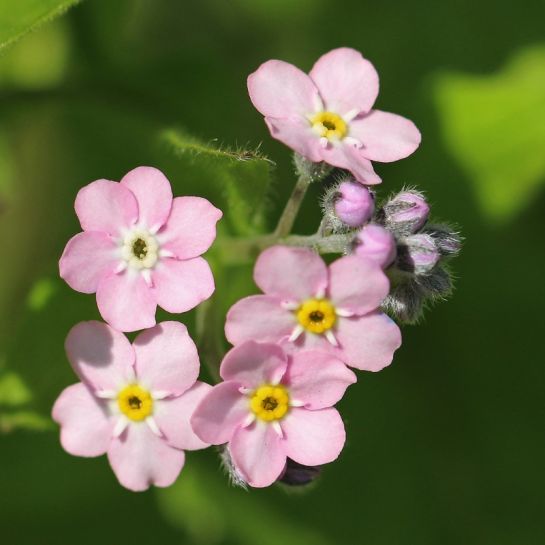 Незабудка Виктория розовая (Альпийская)