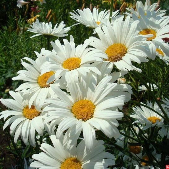 Нивяник Рейн Вью