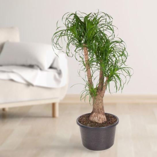 Нолина Изогнутая Причуда