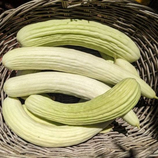 Огурдыня Кароселло (Carosello) (большой пакет)