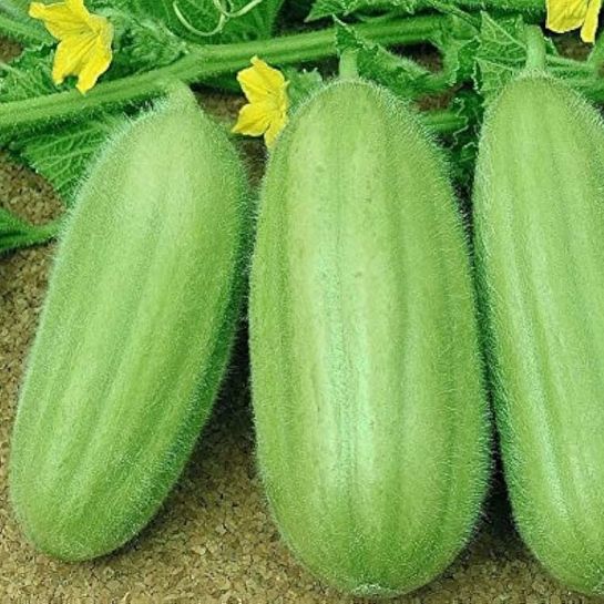 Огурдыня Манго (Mango) (большой пакет)