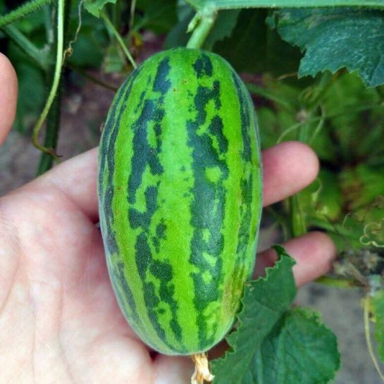 Огурдыня Китайский Зелёный Дракон (Chinese Green Dragon) (большой пакет)