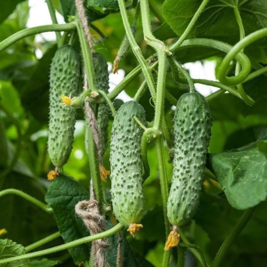 Огурец Кардинал F1 (Kardinal) (Yuksel Tohum) (большой пакет)