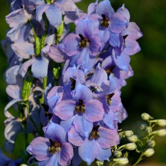 Дельфиниум Моргентау высокий