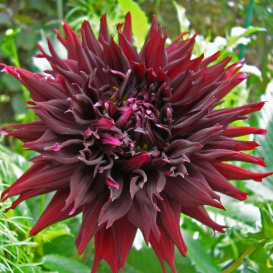 Георгина Кенора Макоп-Би