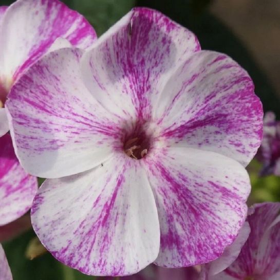 Флокс Фрекл Пёпл Шейдз