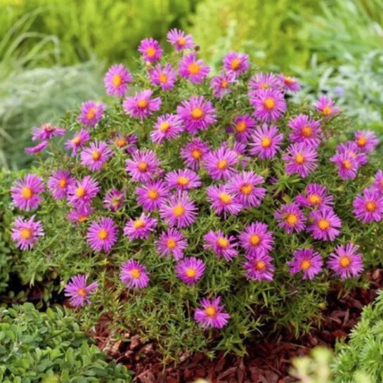 Астра Элис Хэслем