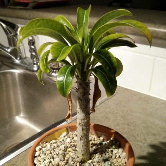 Пахиподиум Рутенберга Орлиное перо