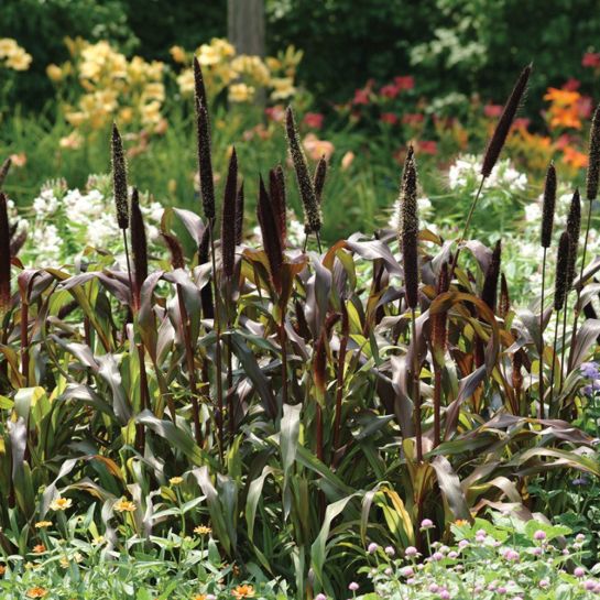 Пеннисетум Шутник F1 (сизый)