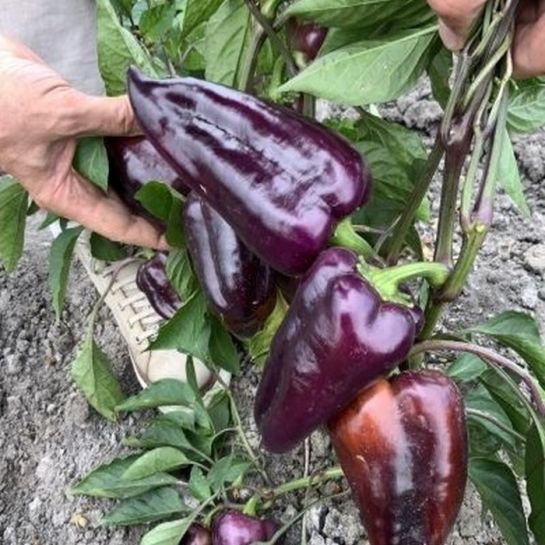 Перец Максим F1