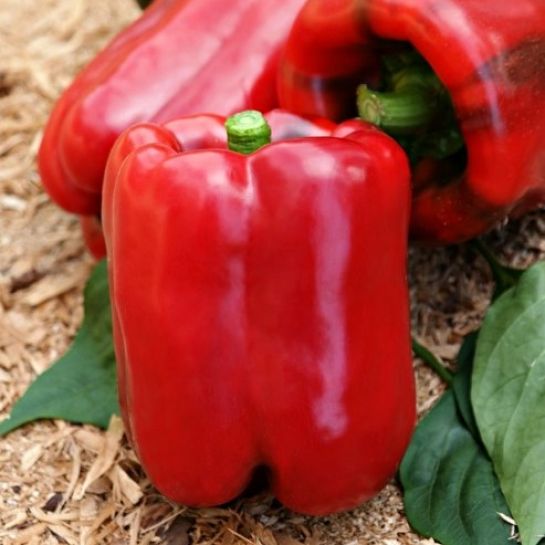 Перец Громада