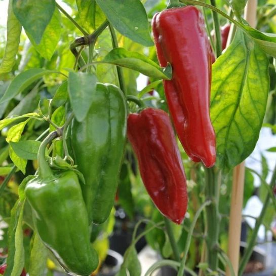 Перец Маркони Красный (Marconi Red) (большой пакет)