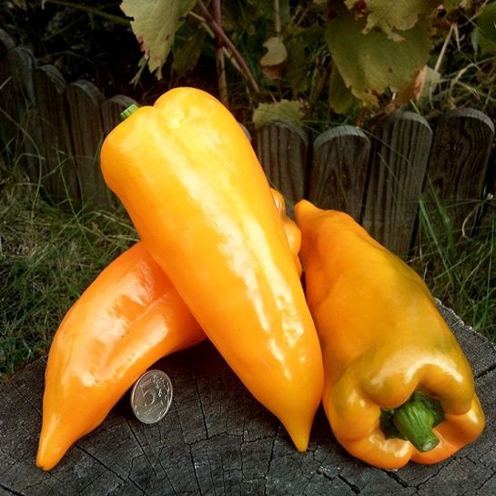 Перец Маркони Жёлтый (Marconi Yellow) (Suba Seeds) (большой пакет)