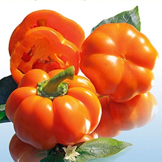 Перец Ратунда оранжевая