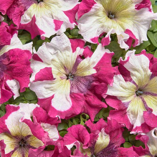 Петуния Медная пятнистая