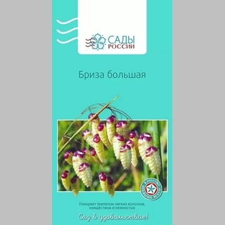 Бриза большая - Семена Тут