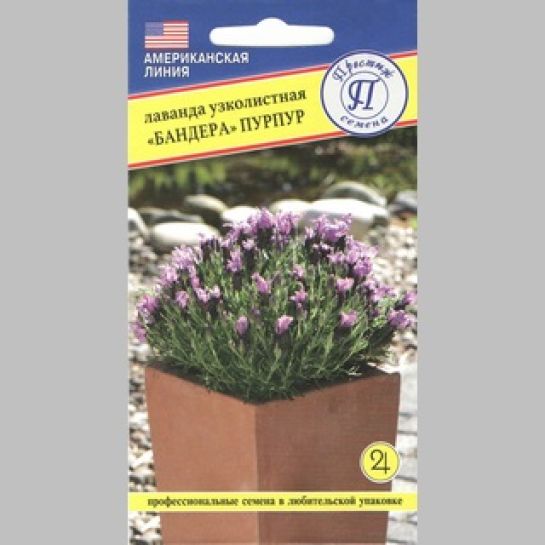 Лаванда Бандера Пурпур