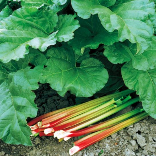 Ревень Малахит