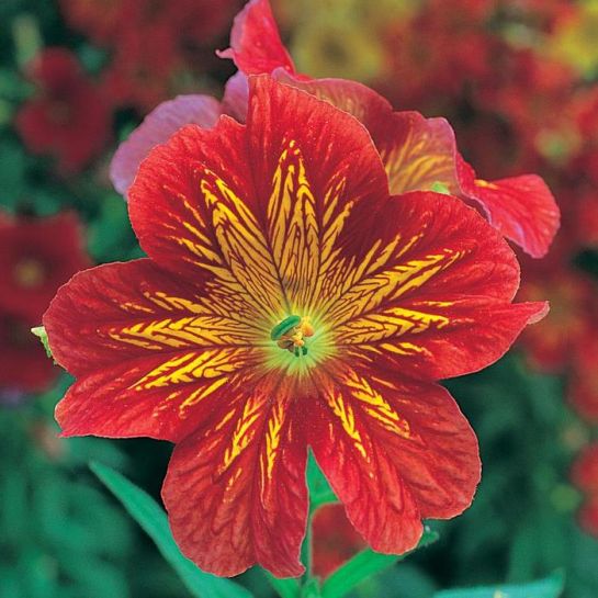 Сальпиглоссис Император Ред