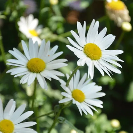 Ромашка Сладкий сон (римская)