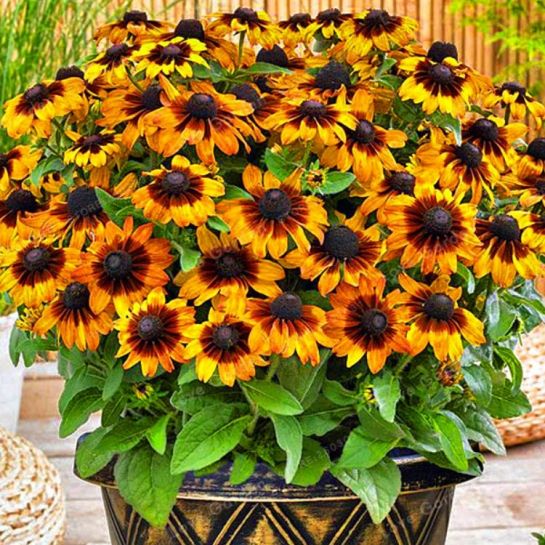 Рудбекия Тото Рустик (волосистая)