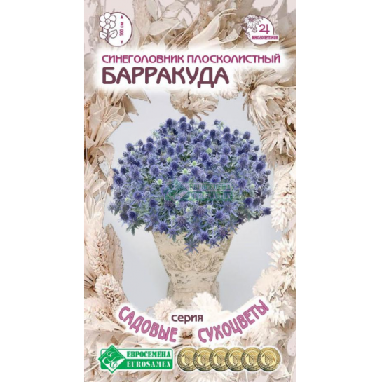 Синеголовник Барракуда (плосколистный)