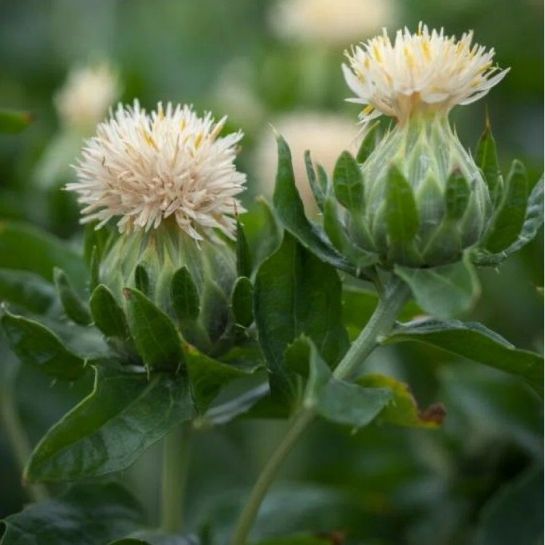 Сафлор Мороз-воевода (красильный)