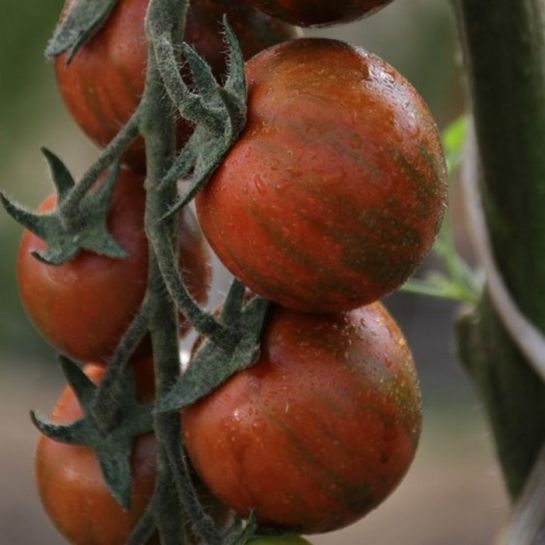 Томат Зара F1