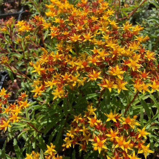 Очиток Оранжевые звезды (камчатский)
