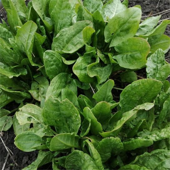 Щавель Легенда Сибири