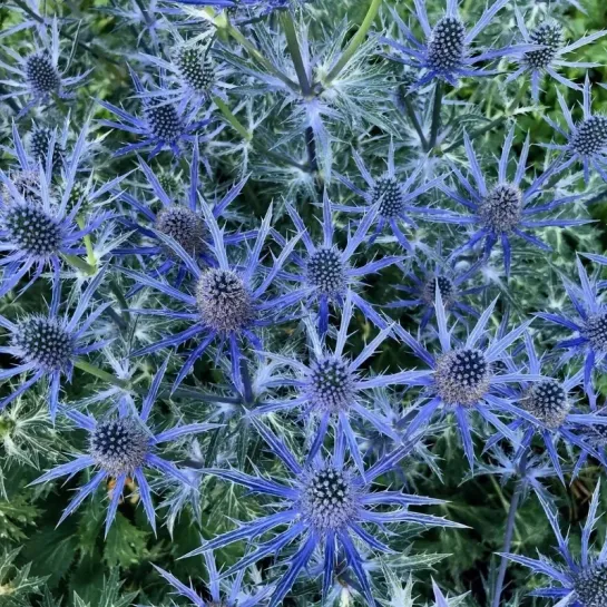 Синеголовник Синий Иней (альпийский)